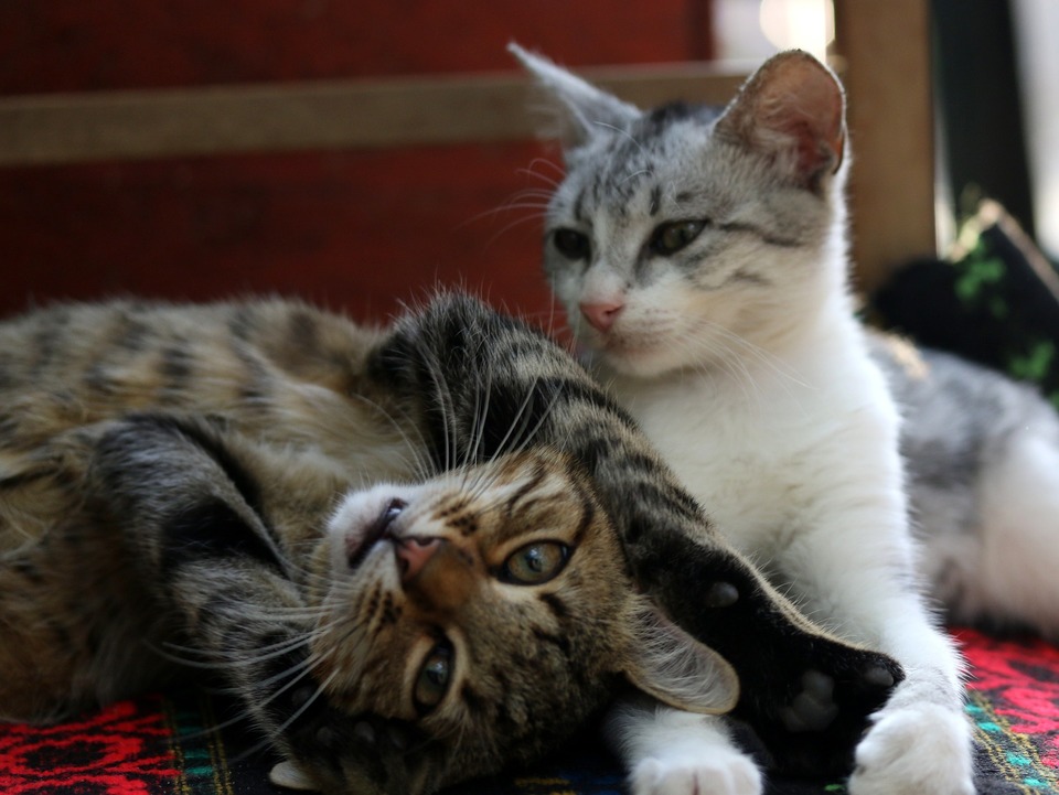 Dvě kočky ležící vedle sebe. Kočky jsou socializované a cítí se dobře ve společnosti druhé, což je vidět na řeči jejich těla - uvolněné vibrace a svaly, přimhouřené oči, lehké držení těla. 