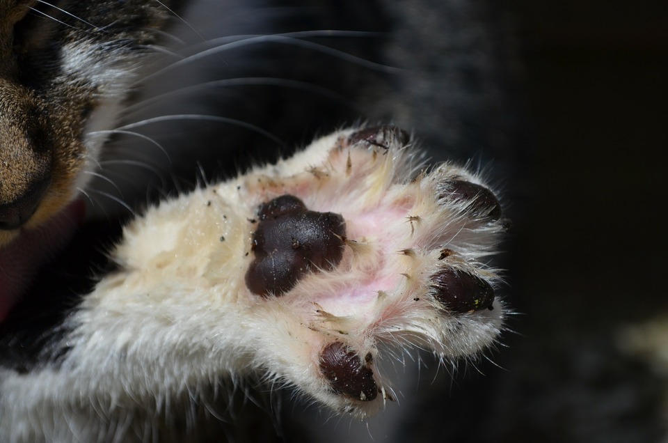 Ochorenie mačacích škrabancov je najbežnejšie u zanedbávaných a odchádzajúcich mačiek.