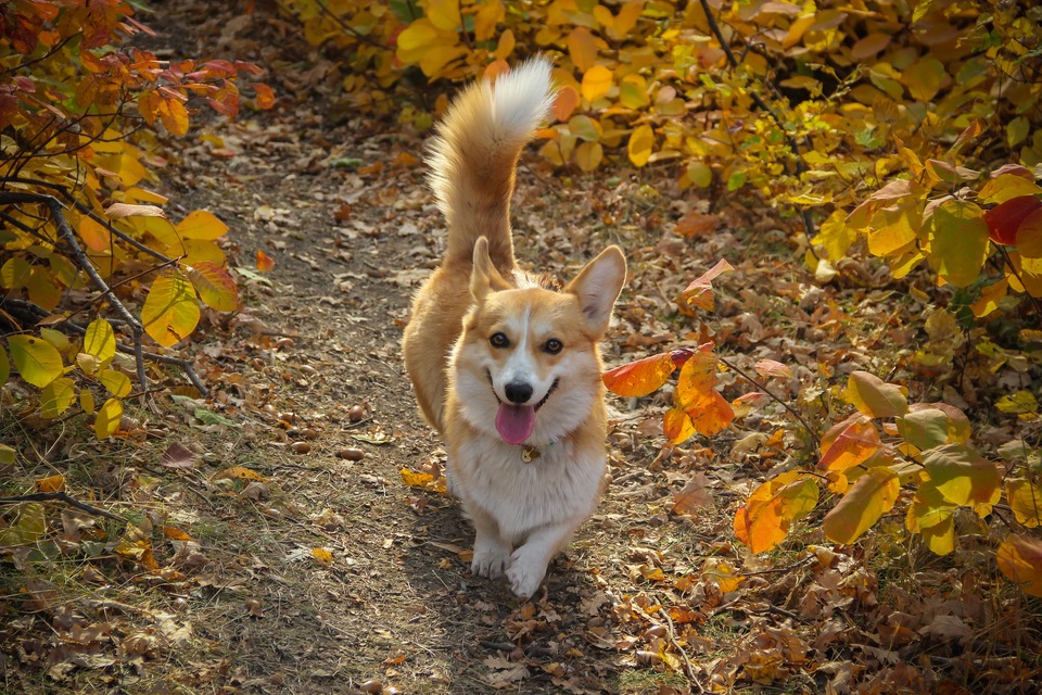 Rudo - bílý corgi pes na procházce v lese