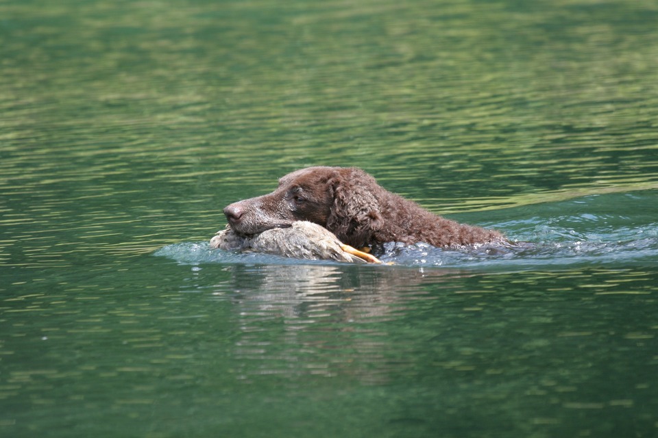 Kudrnatý retrívr je "vodní" pes, který lovil zvěř ve vodě.
