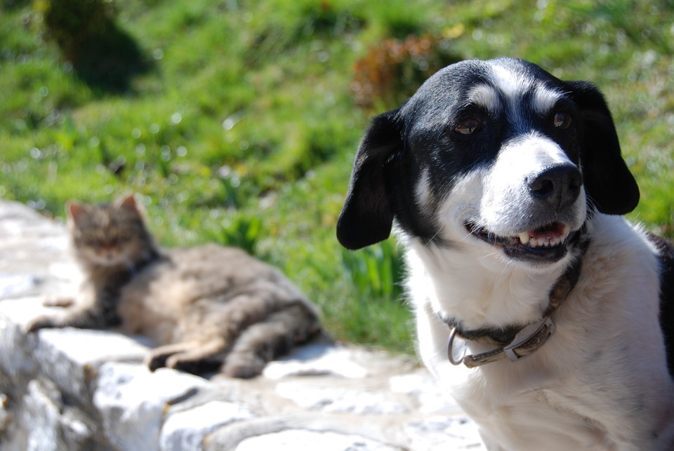 pies i kot siedzą obok siebie na murku. Pies uśmiecha się