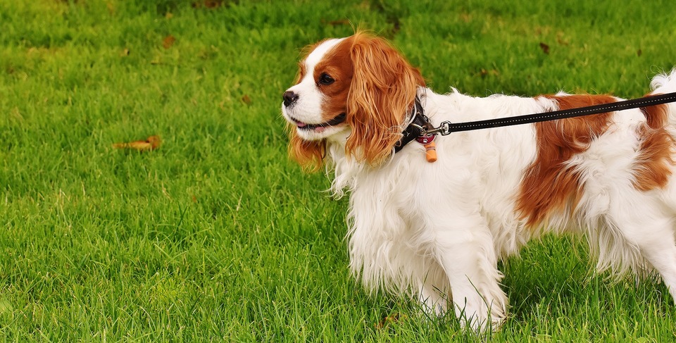 Biało - rudy cavalier stoi na trawie. Widać całą sylwetkę, pies zapięty jest na smyczy.