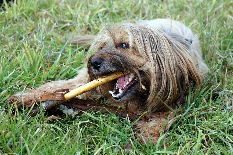Přírodní, tvrdé žvýkání pomáhají udržovat ústní hygienu psa. Z přírodních žvýkaček můžete podávat rohy, kopyta, kosti ze syrového masa a dokonce i mrkev.