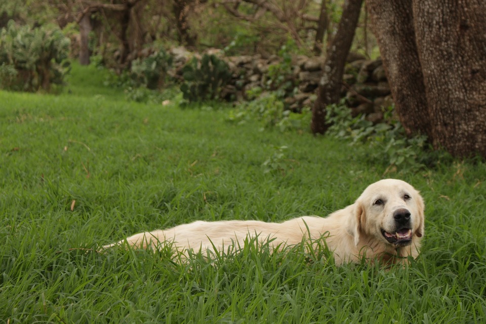 Labrador v houští trávy. Z každé procházky může pes přivést na ni nezvané hosty.