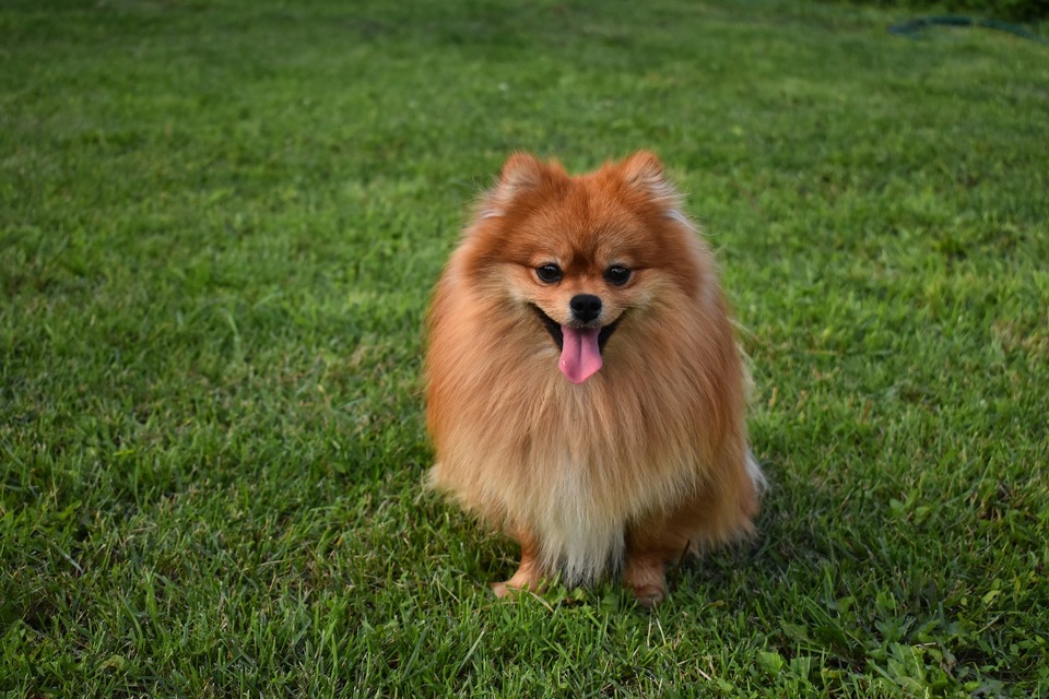 Dorosły pies rasy szpic miniaturowy. Pies umaszczenia rudego z charakterystycznym uśmiechniętym wyrazem pyszczka