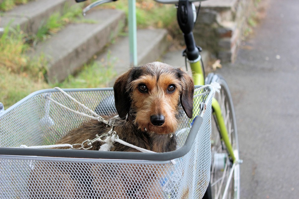 Pes v koši, opatrně připoutaný jak na koš, tak na kolo. Bezpečnost během cesty je nejdůležitější