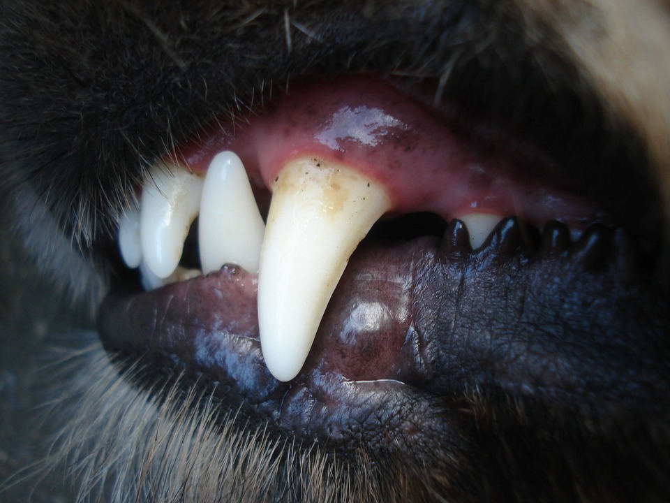 Psi mají odstranění zubního kamene v anestezii. Pravidelně kontrolujte stav zubů a dásní vašeho psa.