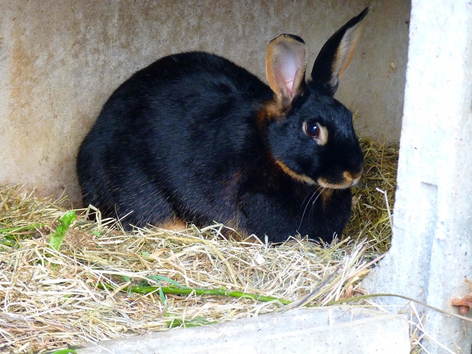 V senu leží dospělý velký králík. Seno lze také použít jako podestýlku pro králíky, ale pak je obzvláště nutné zajistit jeho čistotu a hygienu.