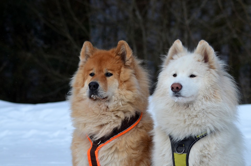 Różne maści psów rasy Samojed stojące obok siebie - jeden remowy, drugi biały