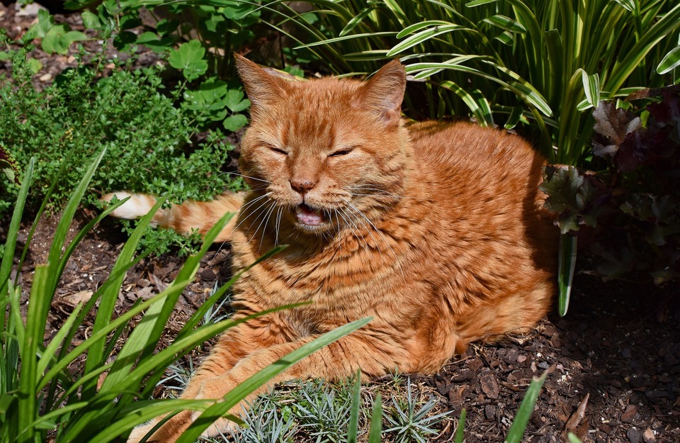 Červená, velká kočka větrá. Leží na poli s otevřenou čelistí a snaží se popadnout dech