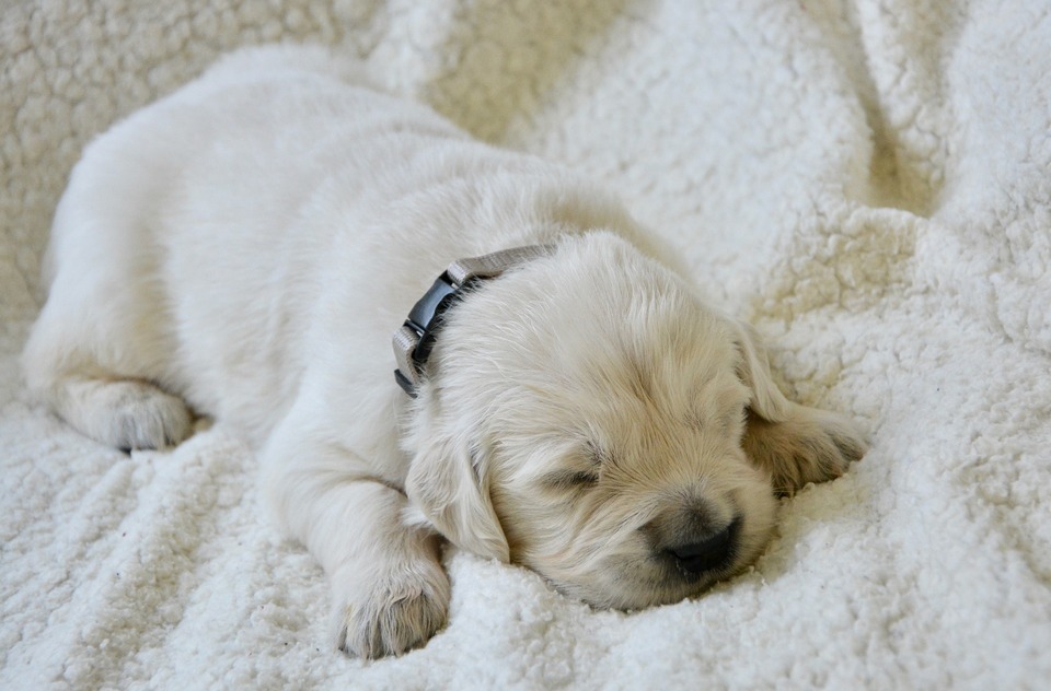 Aby mělo štěně zdravý spánek, mělo by mu být poskytnuto pohodlné lůžko, dostatečně velké, aby se v něm mohlo plně natáhnout. Postel štěněte by měla být umístěna na klidném a stinném místě.
