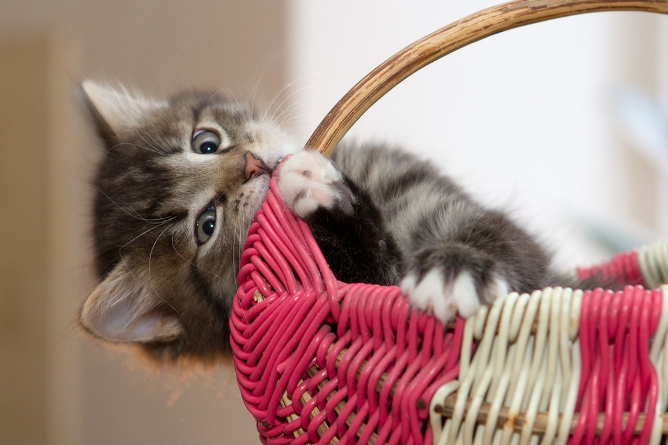 Kotě kouše košík, může za to nuda nebo prořezávání zoubků, při kterých svědí dásně.
