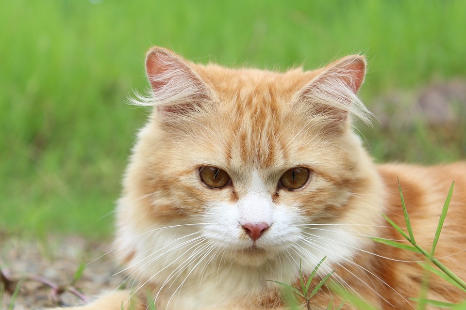 Rudy kot na dworze, koty wychodzące mają większe szanse na złapanie kataru i choroby.