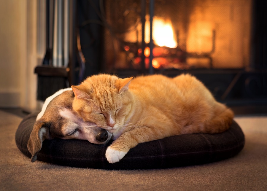 Štěně a kočka spí mazlení v doupěti u krbu.