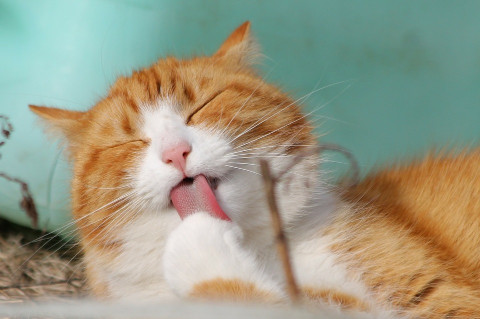 Kočka si líže tlapku. Udržování hygieny a péče o čistotu je pro kočky velmi důležitou činností. Kočka, která přestane prát, se pravděpodobně nebude cítit dobře.