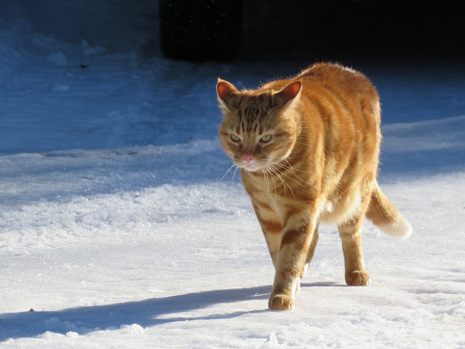 Kočka procházející se na sněhu. Pro bezpečnost kočky je lepší nenechat ji jít ven.