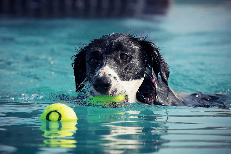 Ryby łapie w jedzenie.  Aportowanie dowodne jest dobrym pomysłem w upalne dni, dla psów potrafiących pływać.
