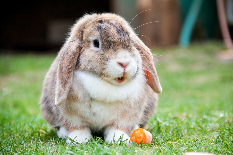 králik mini lopata zje mrkvu.