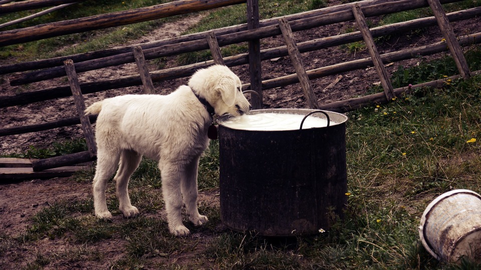 šteňa pije mlieko z vedra.