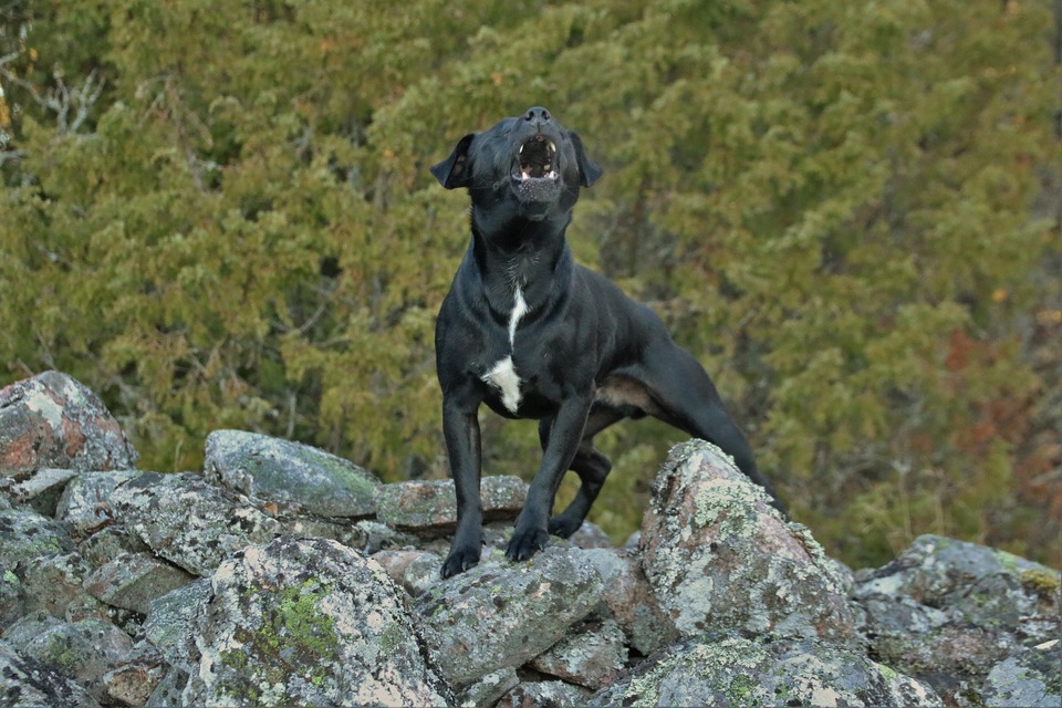 Pes vyje z různých důvodů, ale primárně se používá k přivolání dalších členů stáda.