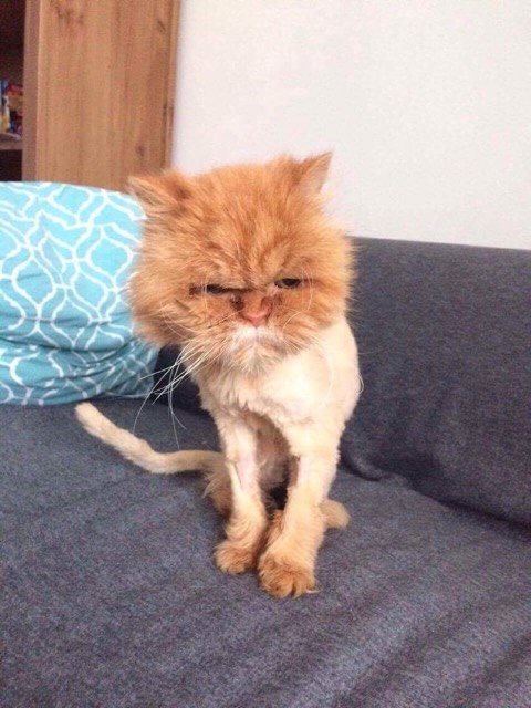 Zanedbaná perská kočka od adopce. Aniž by se staral o vlasy Peršanů, zarostlými spleti a jediným řešením může být ostříhat srst.