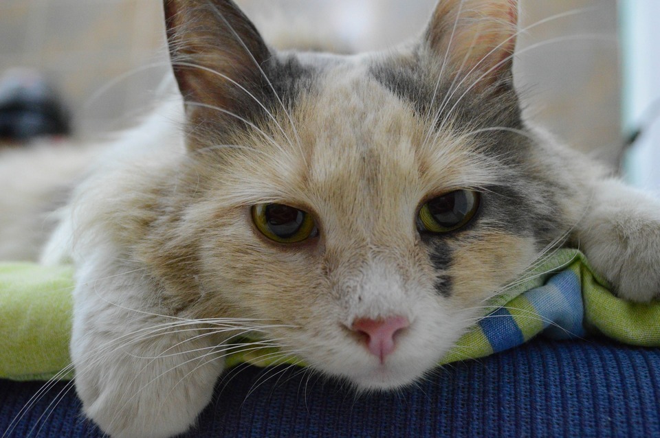 Nemocná kočka leží v ordinaci veterináře. Vidíte jeho smutné, ale krásné oči