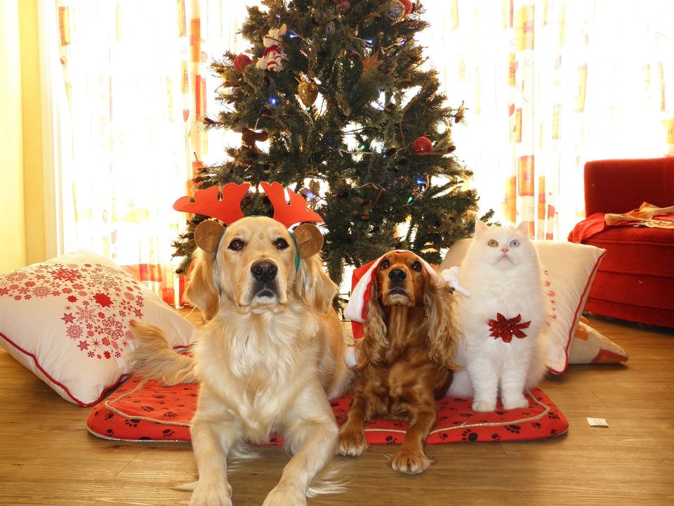 Prezenty świąteczne dla psów i dla kotów uszczęśliwiają wszystkich - opiekunów i zwierzęta. Duży golden, mały cavalier i kot - ze świątecznymi ozdobami czekają już na prezenty,