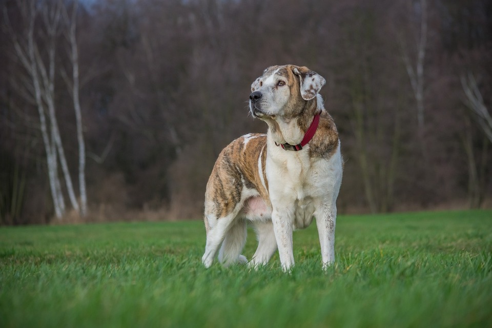 Psy ras dużych są znacznie bardziej narażone na choroby stawów oraz dysplazję stawów biodrowych.