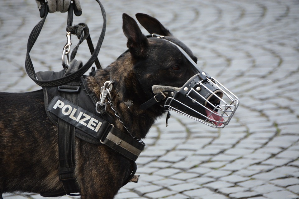 Policejní pes má na hlavě kovový koš 