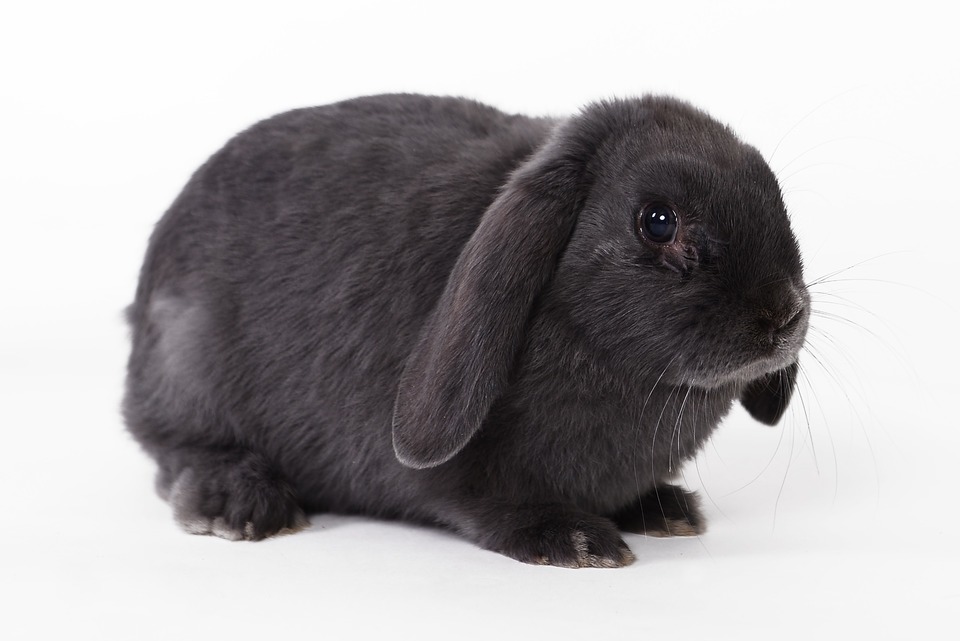 Silueta králika. Celočierny králik s malými lopatkami má dosť krátke nohy a okrúhly zadok.