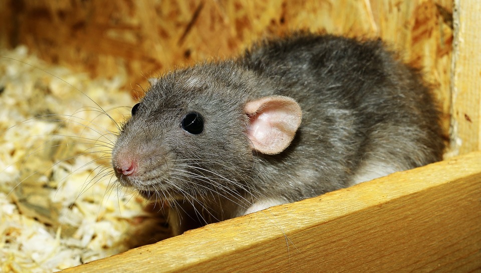  Jak poznat, že je potkan nemocný?