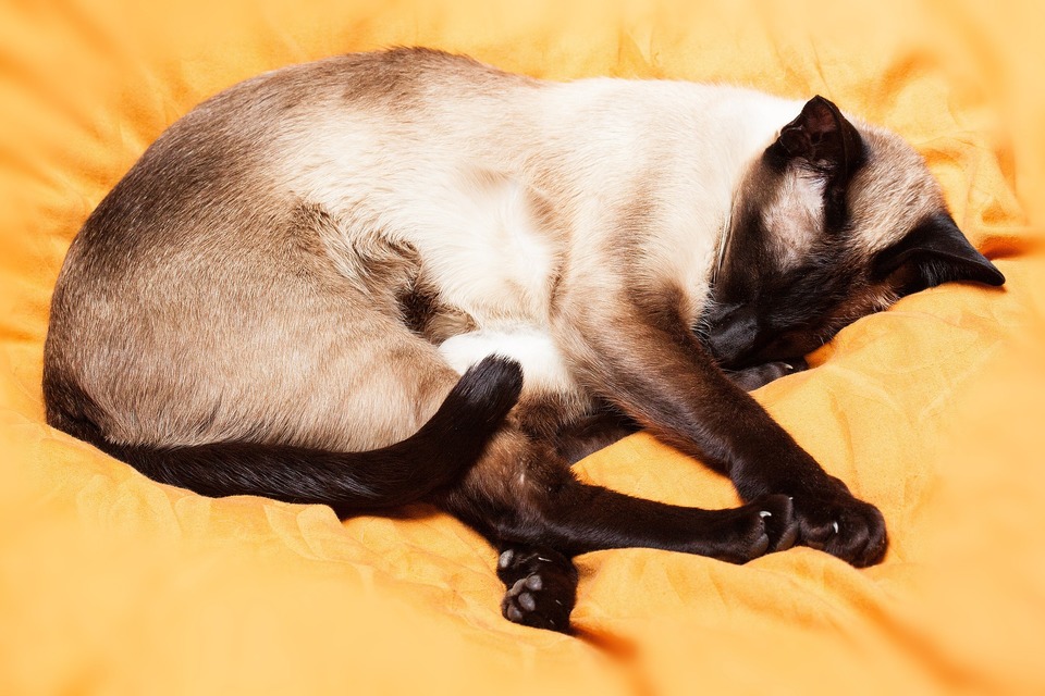 Dospělá thajská kočka leží na povlečení. Můžete vidět lesklou srst kočky.