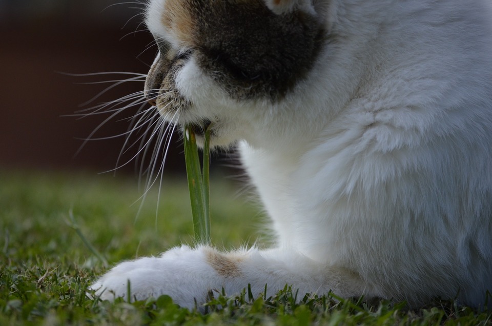  Měli byste věnovat pozornost tomu, zda je tráva vybraná pro kočky bezpečná a zda nemá příliš tvrdá a ostrá stébla.
