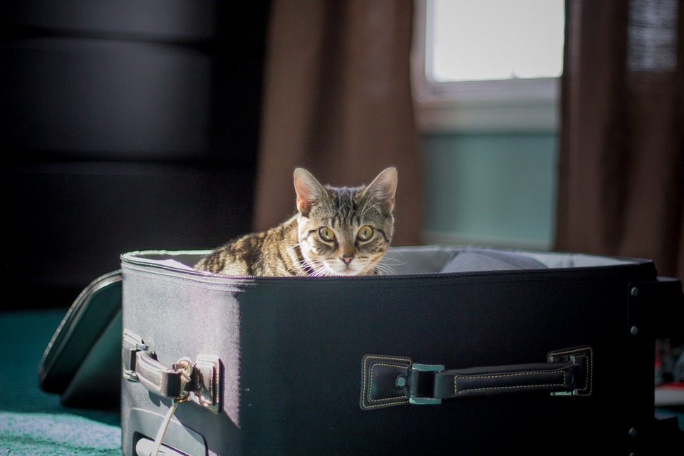 Kočka sedí v otevřeném, napůl zabaleném kufru