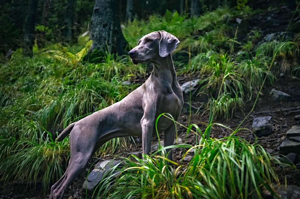Výmarský ohař představuje dokonalou siluetu loveckého psa. Štíhlý a svalnatý.