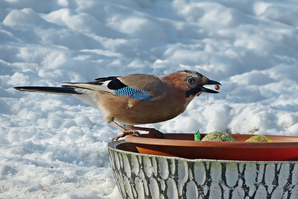 Tukové guľky sú praktické na kŕmenie vtákov.