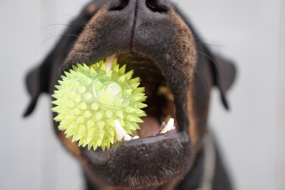 Pes s čistými zuby drží žvýkací míček.