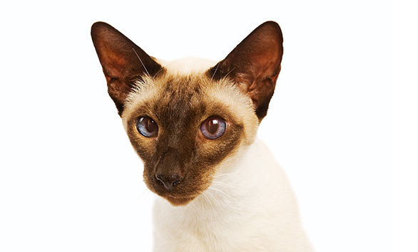 Siamské kočky mají velmi modré oči. Nejcharakterističtější je barva s tmavší maskou na obličeji.