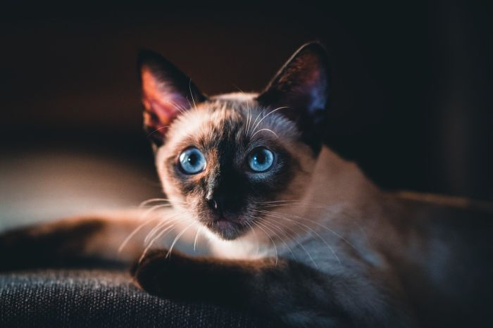 Tonkinska kočka s modrýma očima.