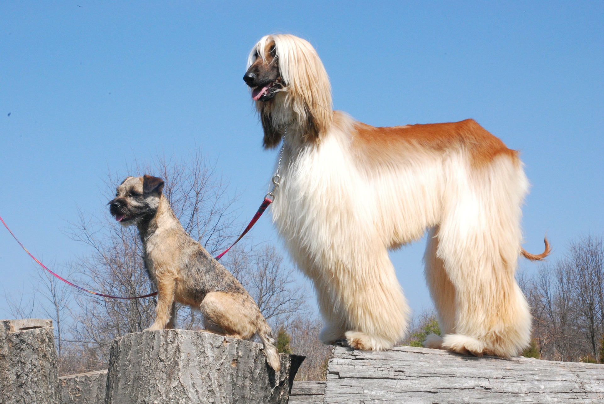 Afghánský chrt je velký pes, Dospělí jedinci dosahují 25-30 kg a 63-69 cm.