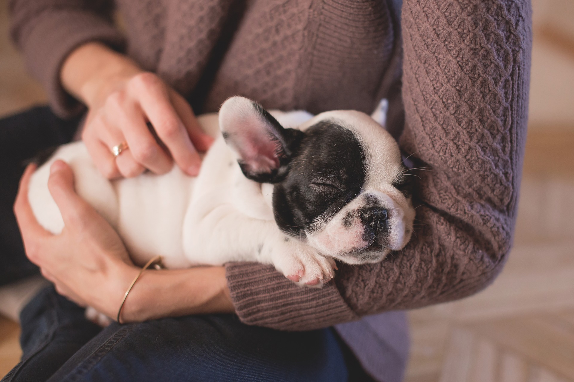 První dny psa v novém bytě s novými lidmi jsou spojeny se spoustou stresu, měli byste si při výchově psa zachovat dvojnásobnou dávku trpělivosti.