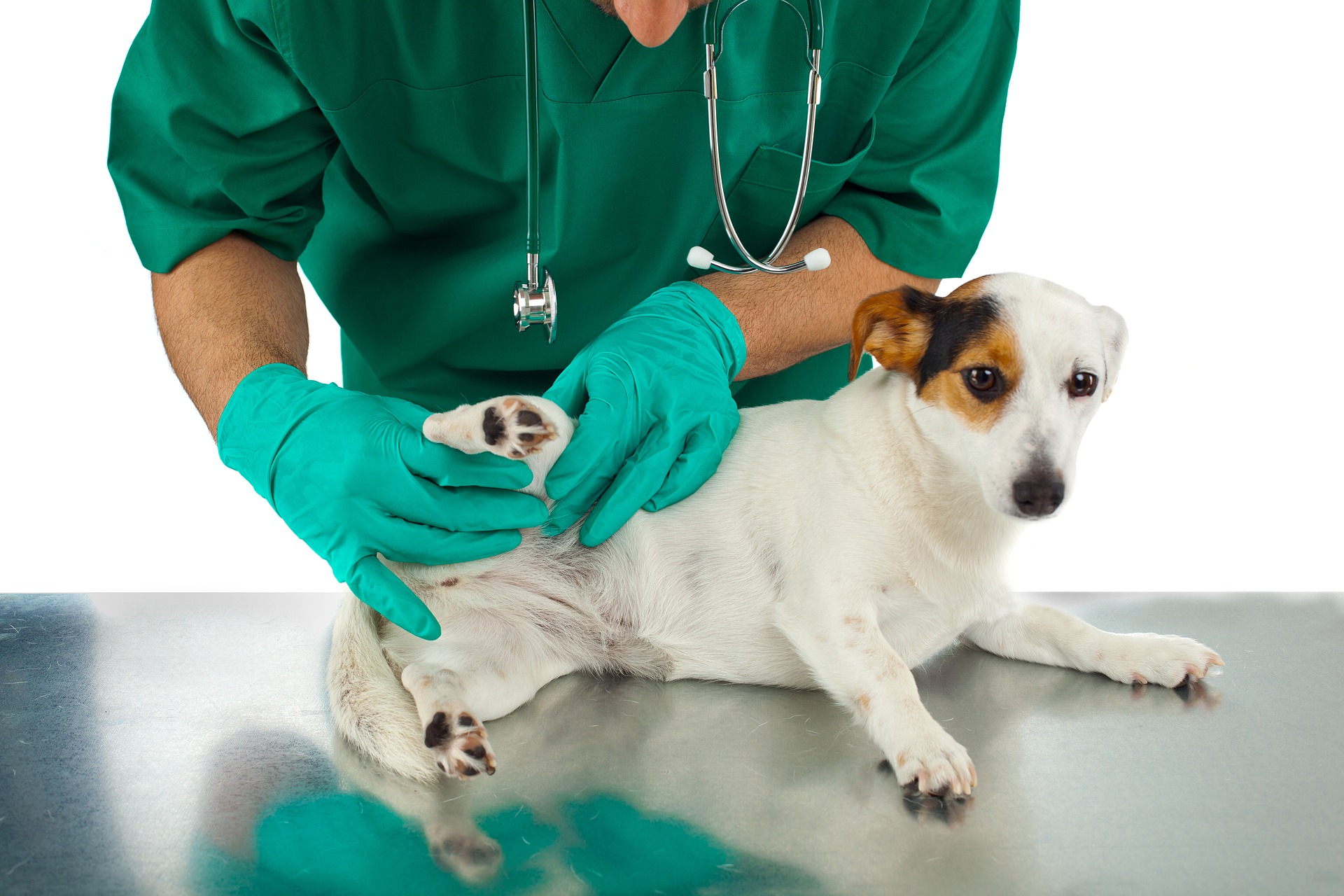 Kastrace psa je postup prováděný v úplné anestezii. Krev psa by měla být před provedením vyšetřena.