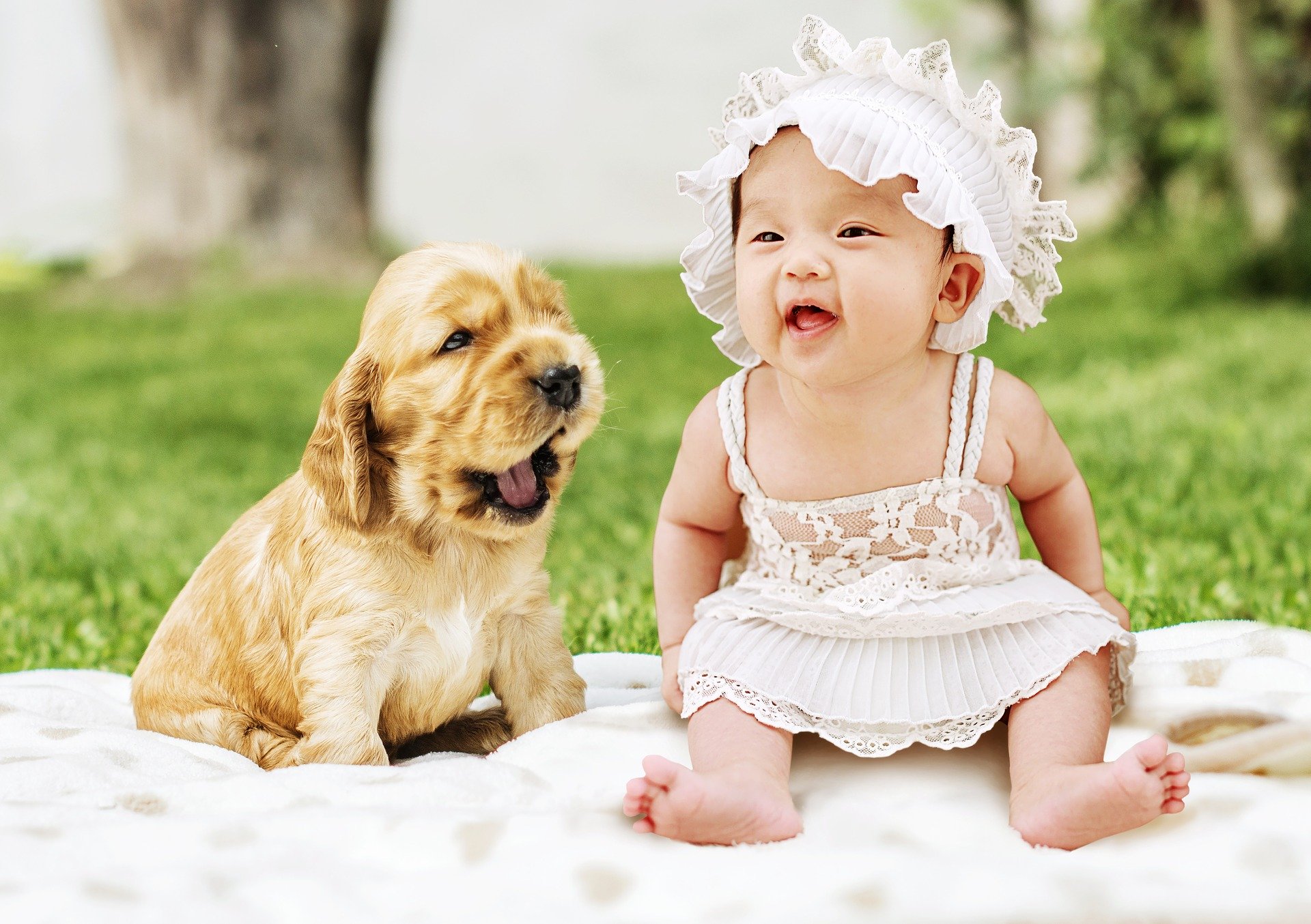 Pes a miminko - jaký pes se hodí k dětem ?