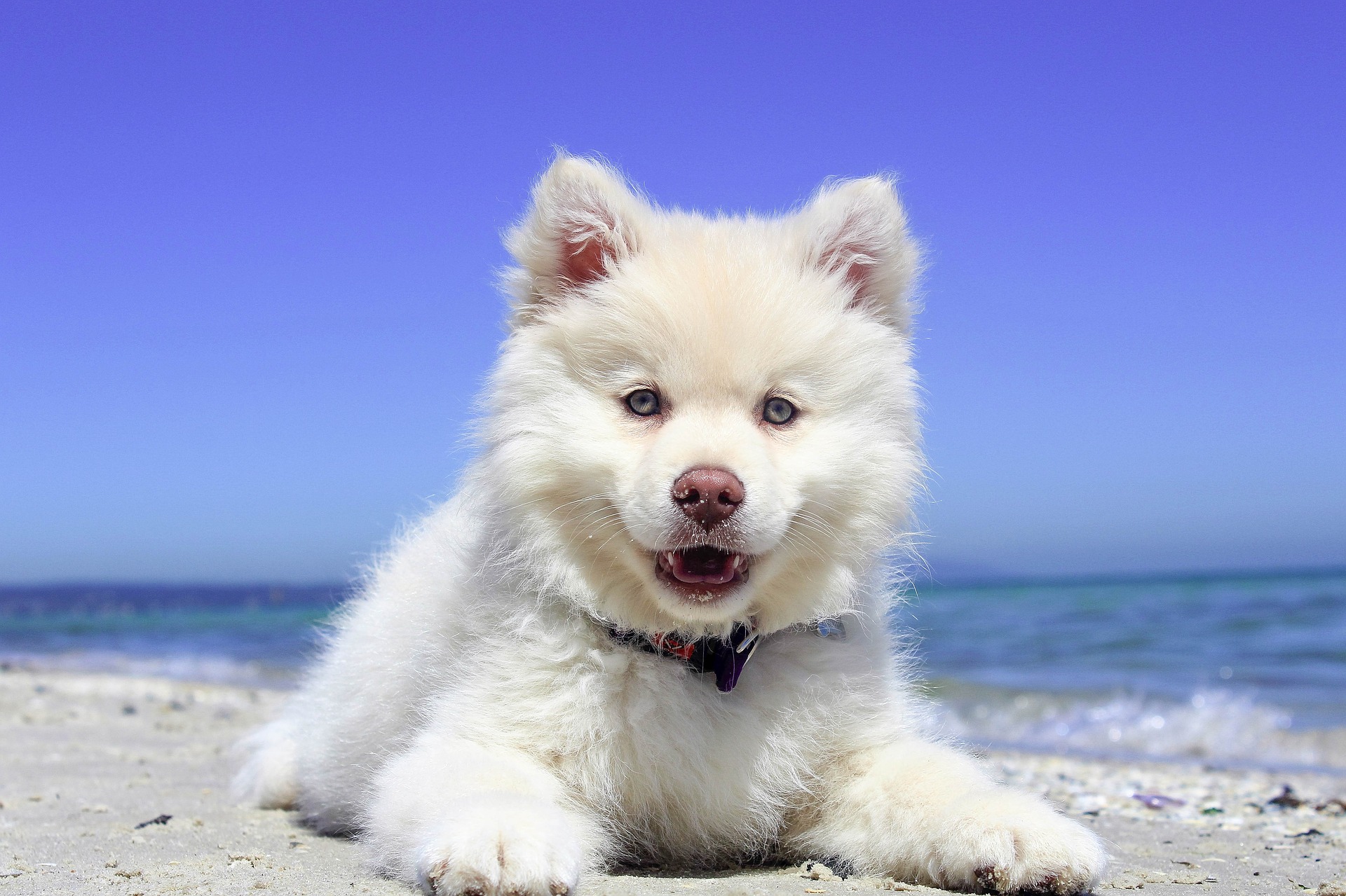 Když se chystáte na dovolenou se psem, měli byste mu připravit přepravní box, očkovat ho a zajistit jeho bezpečnou cestu.
