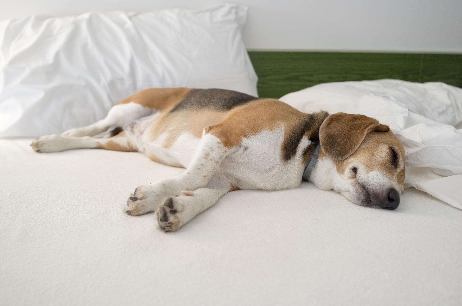 Při špatném zacházení a krmení má Beagle velkou tendenci přibírat na váze.