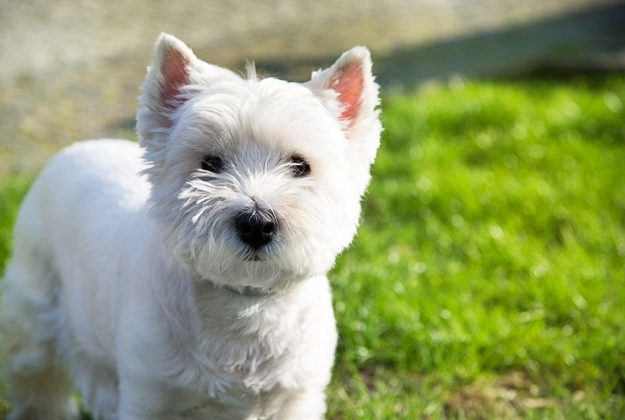 West Highland White Terrier jako malý bílý pes.