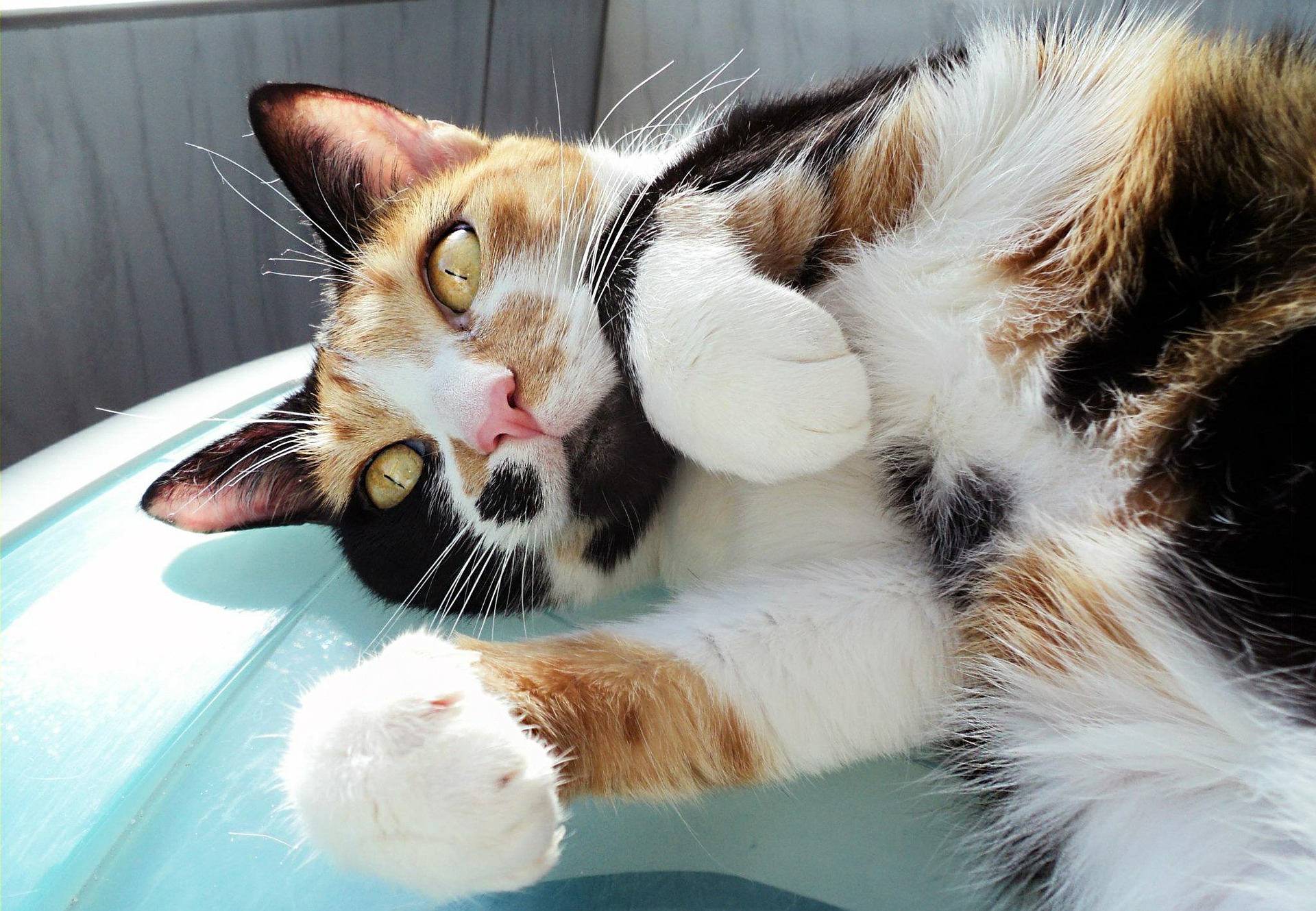 Bobtail cat je živá kočka, ale také miluje mazlení a mazlení.