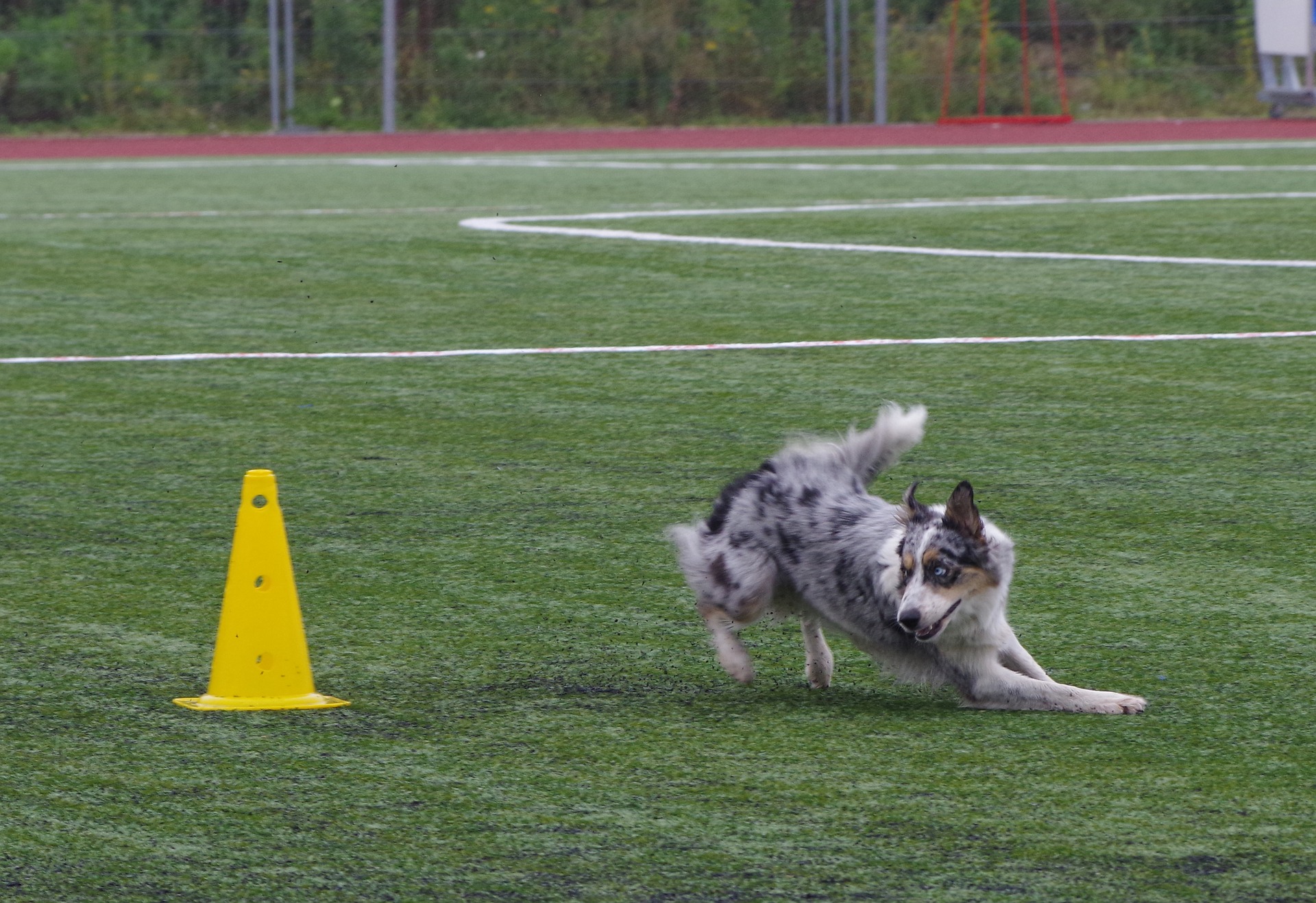 Border kolie vyžaduje hodně fyzické a duševní aktivity. Jsou ideální pro všechny sporty zahrnující psy.