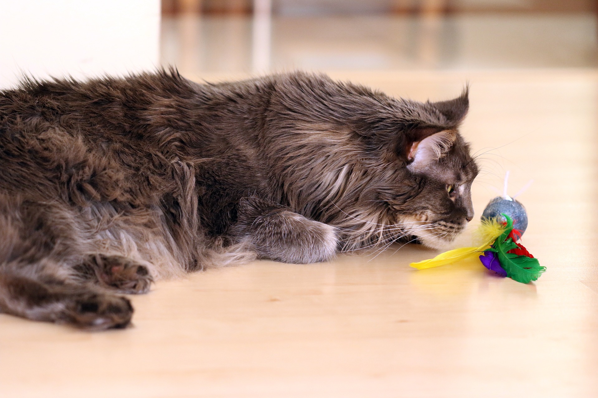 Hra s kočkou by měla sestávat z několika krátkých sezení. Každých asi 10 minut - skončených chycením hračky, může být několik takových sezení v řadě - v závislosti na stavu kočky. Když necháváte kočku samotnou s hračkou, nezapomeňte, že není nezničitelná a její stav by měl být často kontrolován.