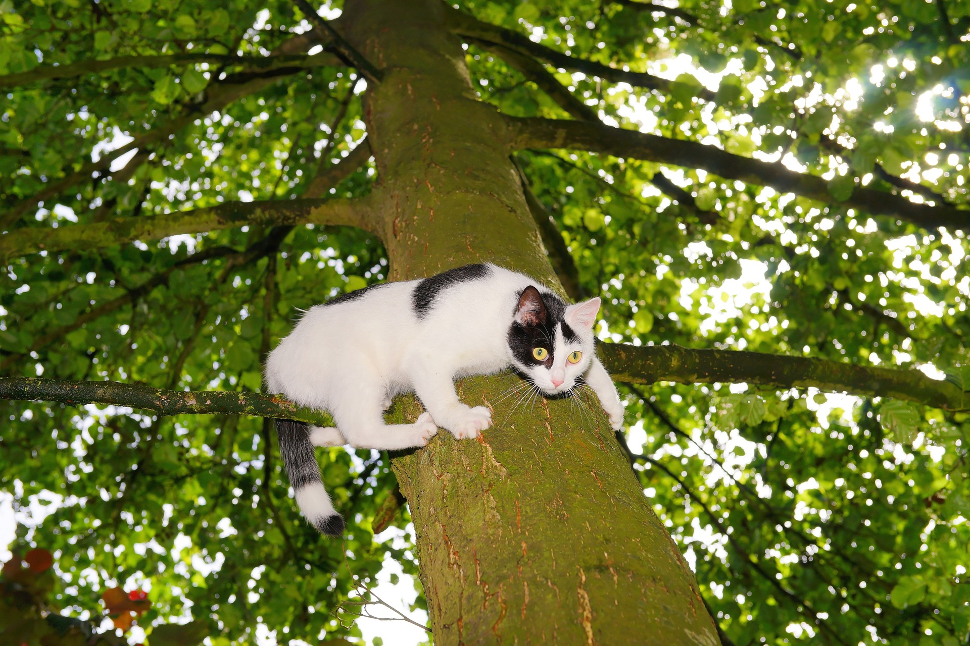 Jak sundat kočku ze stromu? Důležité je zůstat klidný a nepřenášet na kočku stres z nastalé situace